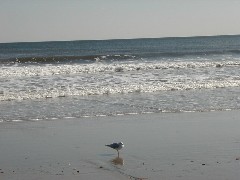 Trips New England Hampshire beach birds